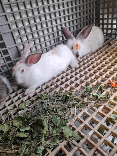 california rabbit bunny  in abbottabad