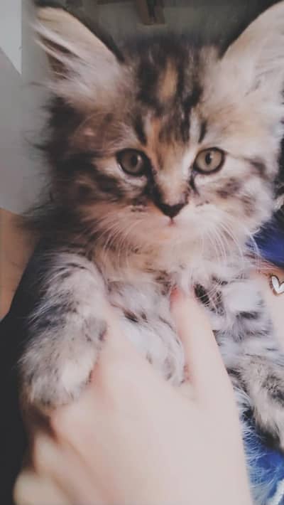 Persian kitten