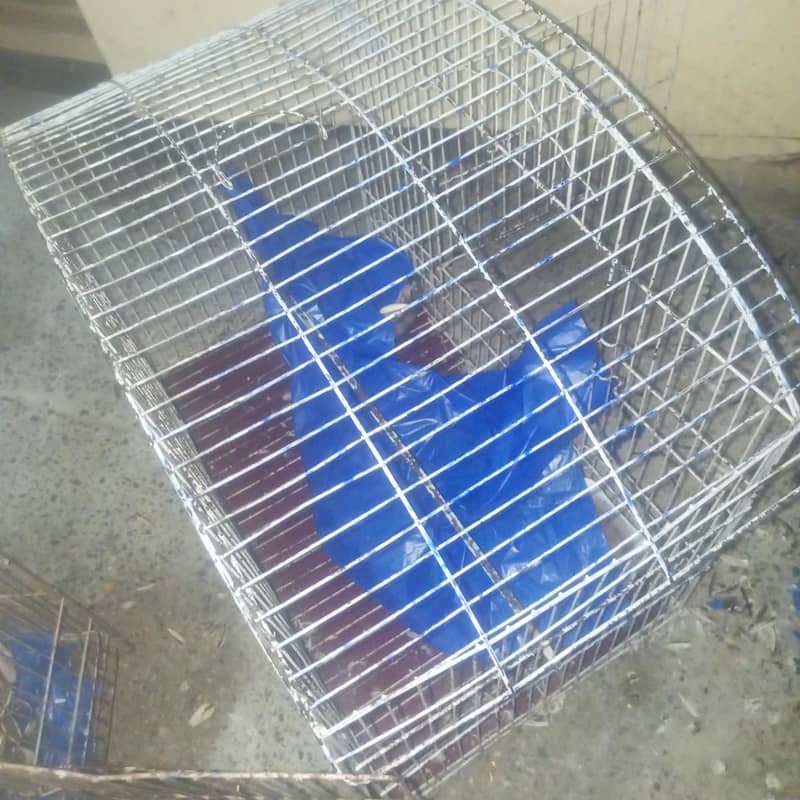 Two Cages 1