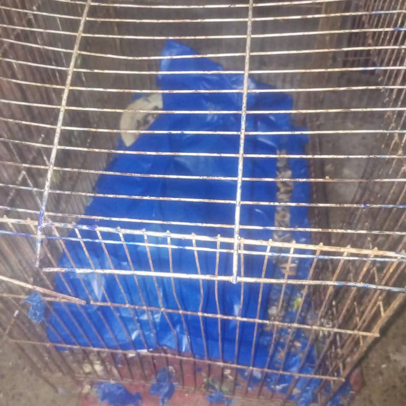 Two Cages 3