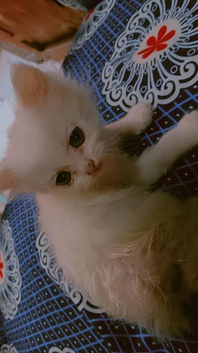 persian cat