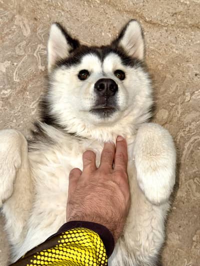Siberian husky extreme quality for sale