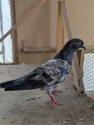 Kabootar for sale | Pigeon for sale