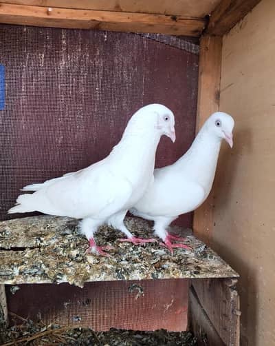 Sab breeder pair ha