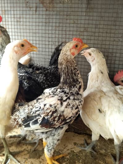 desi chicks for sale and can be exchange with fancy or aseel