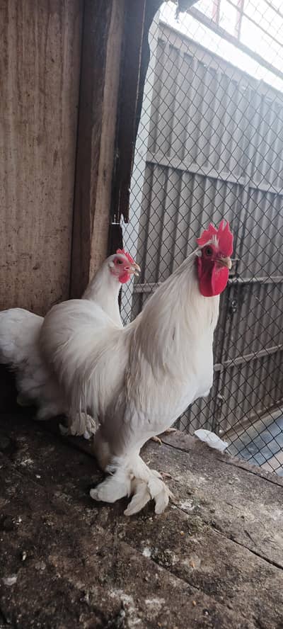 White Bantam Hens Pair For Sale Active Breeder