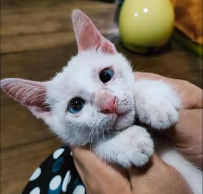 Beautiful Pure White Adult Male Khao Manee Cat Blue Eyes