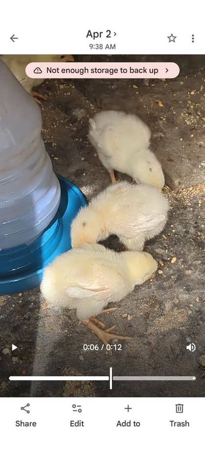 pure white king oh shamo chicks available.