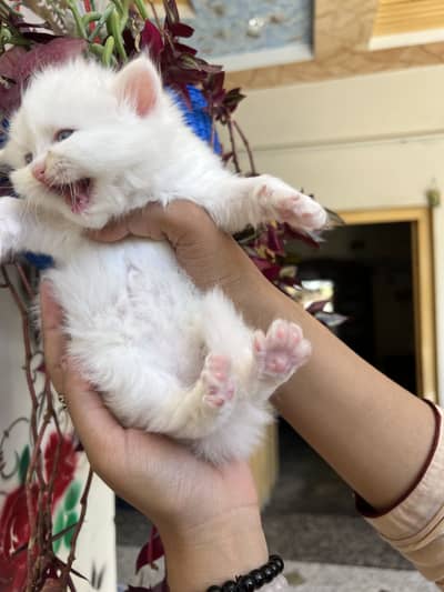 Persion kittens for sale