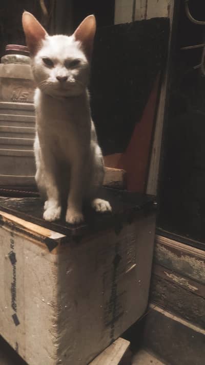my cat
