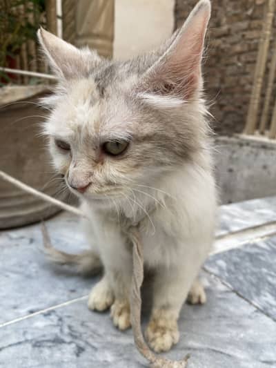 white and brown black cat persion