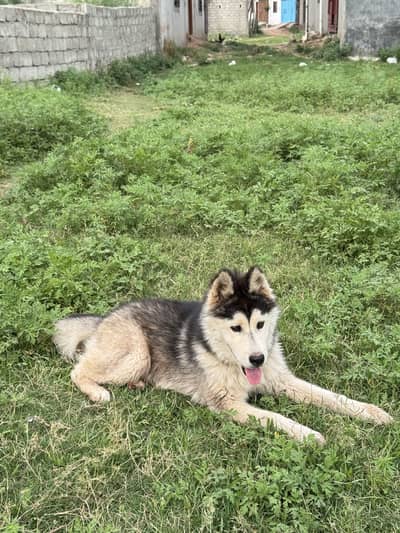 Siberian husky extreme quality for sale