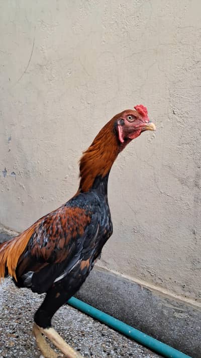 Aseel Shamoo Chicks