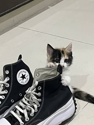 Kittens