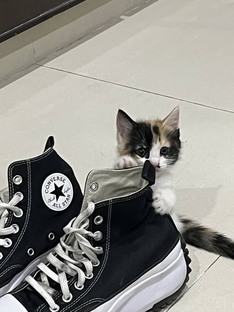 Kittens 0