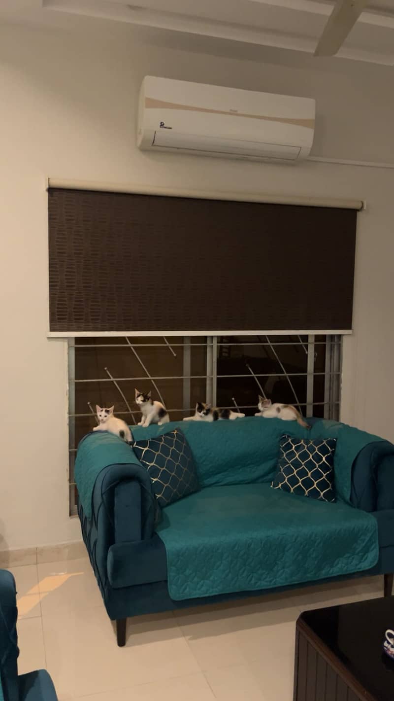 Kittens 1