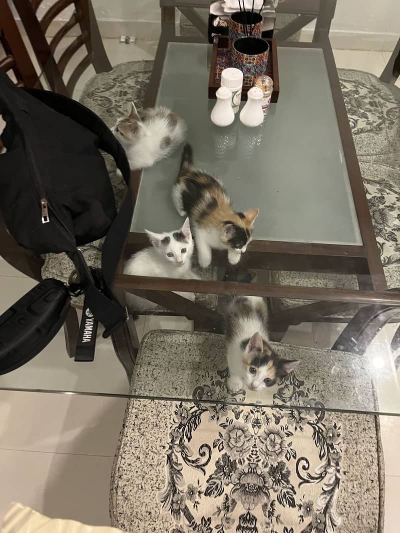 Kittens 2
