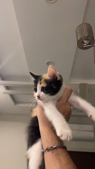 Kittens