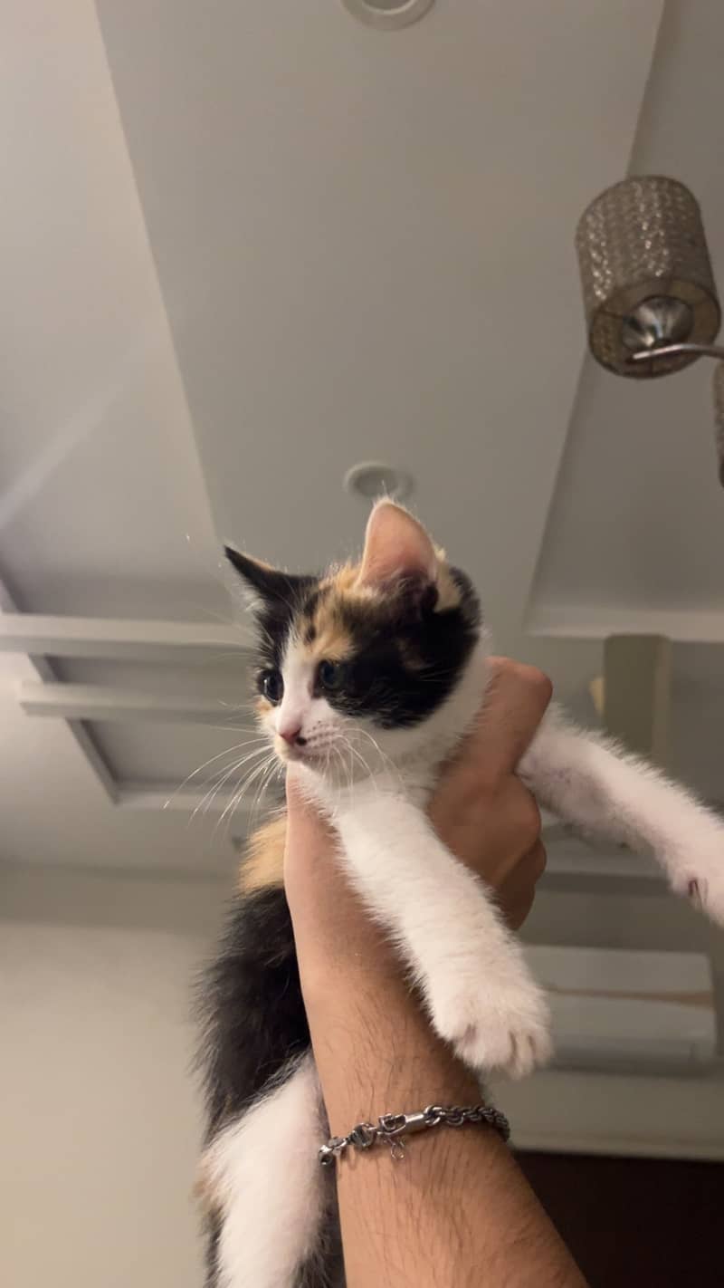 Kittens 3