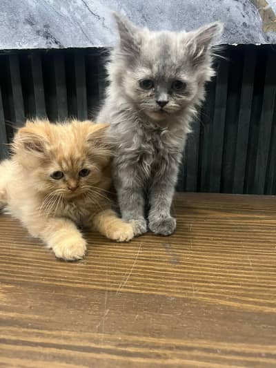 Persian cats