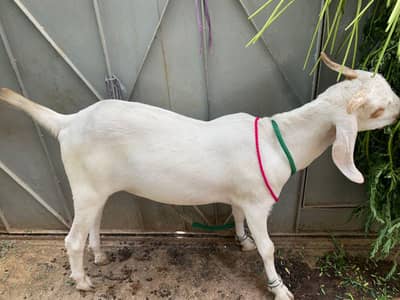 Bakra khassi kheera