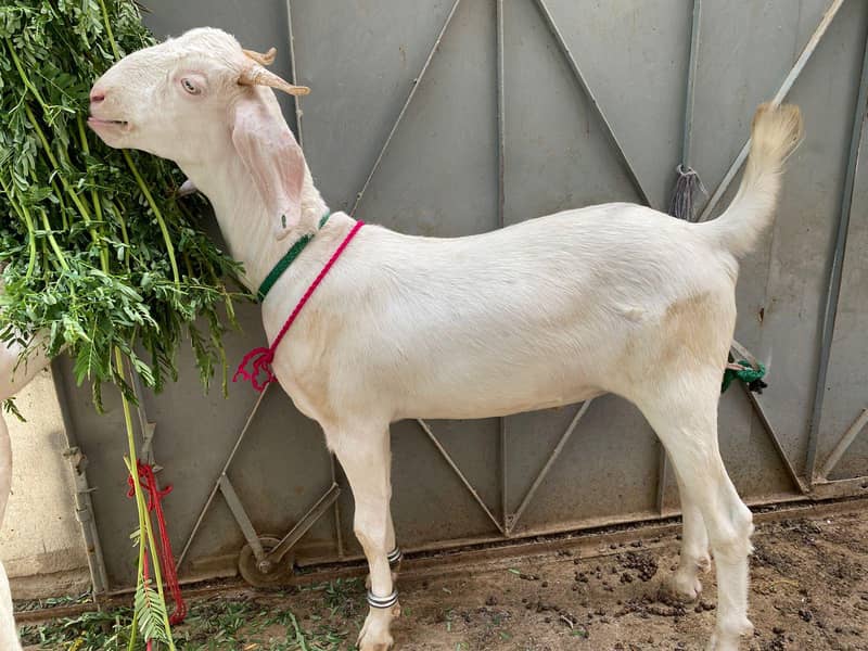 Bakra khassi kheera 1