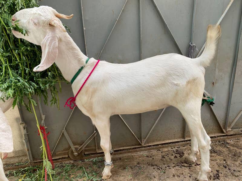 Bakra khassi kheera 2