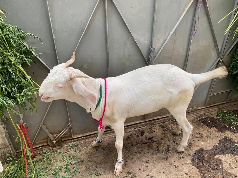 Bakra khassi kheera 3
