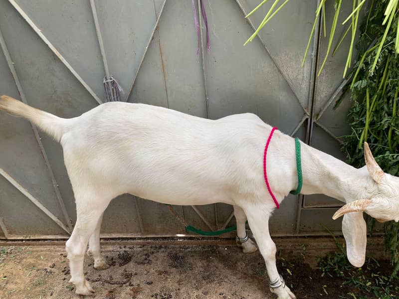 Bakra khassi kheera 4