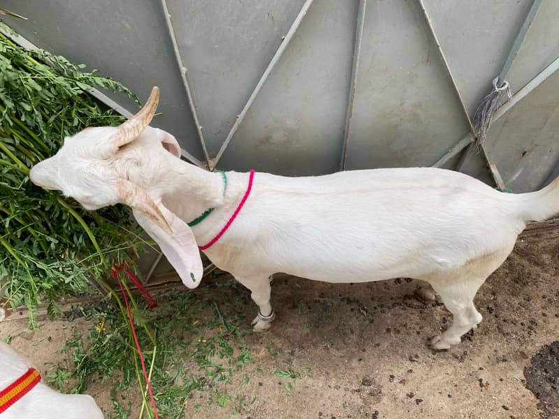 Bakra khassi kheera 5