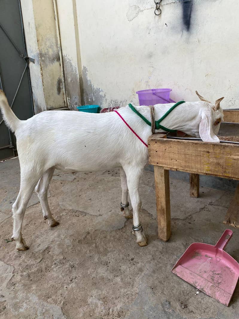 Bakra khassi kheera 6