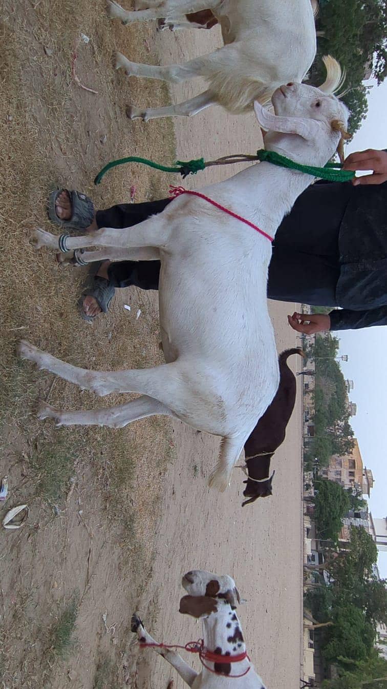 Bakra khassi kheera 7