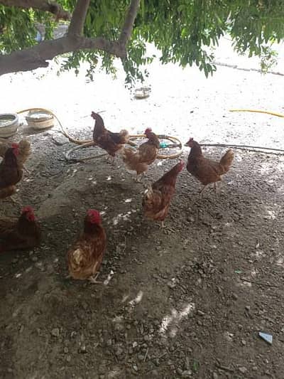 egg laying hens for sale lohman brown