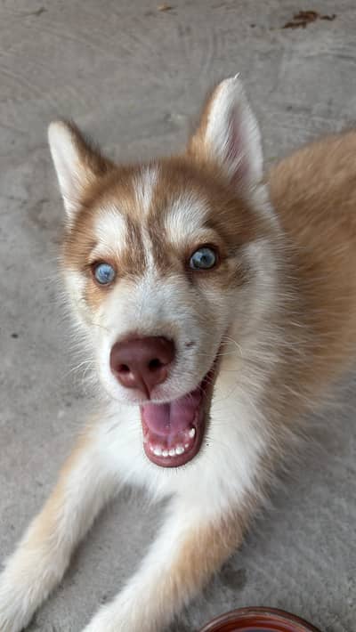 Looking for A loving home