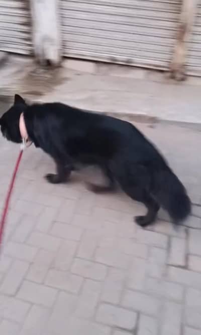 German shepherd