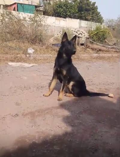 German shepherd dog | GSD | double coat dog  | Dog for sale
