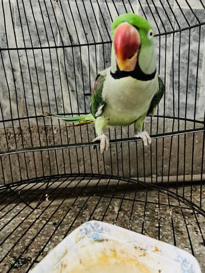 Green parrot pair