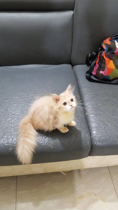 Pure Persian Semi Punch Face Male Kitten /Cat 