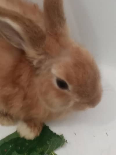 African Rabbits
