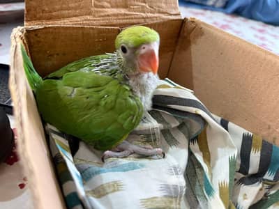 green ringneck chick
