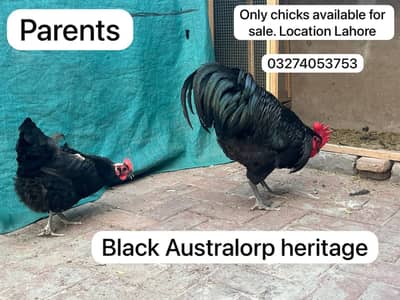 Australorp heritage 2 months old chicks