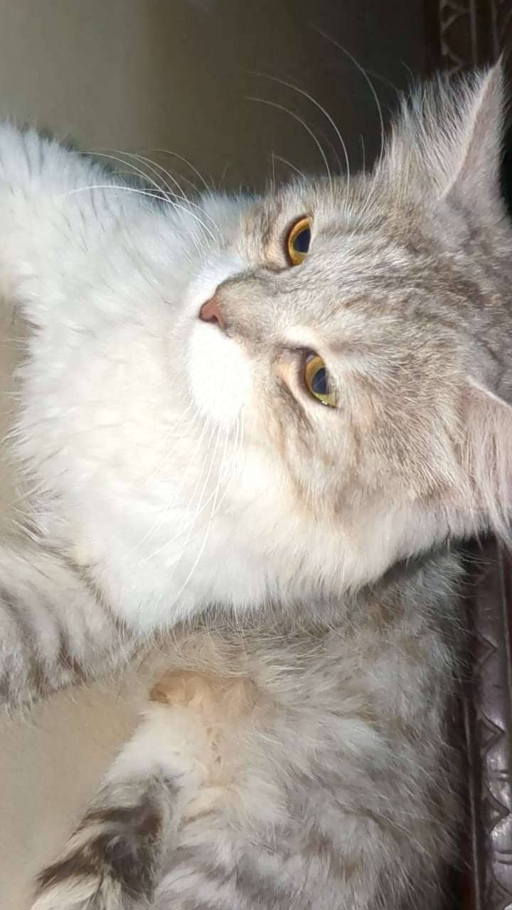 Persian Cats 1
