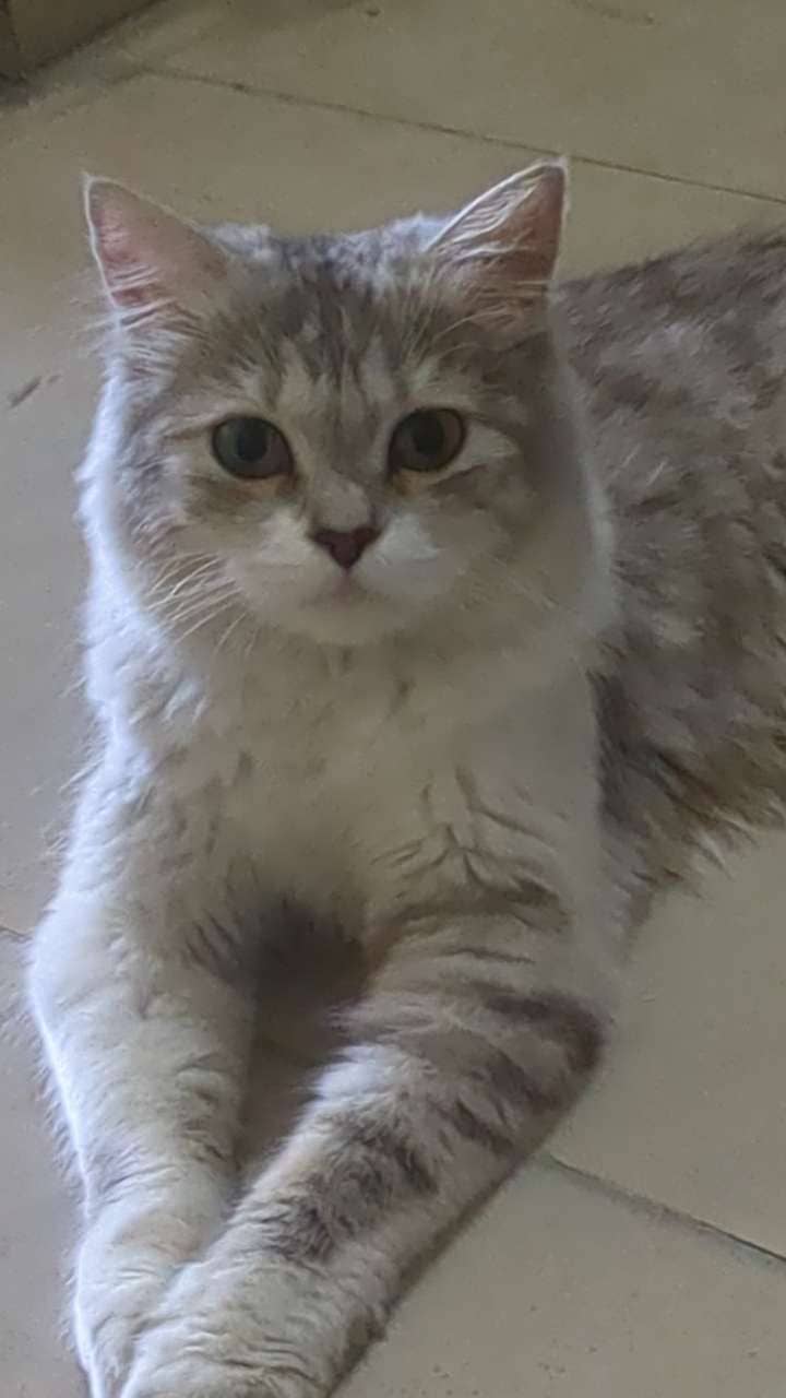 Persian Cats 2