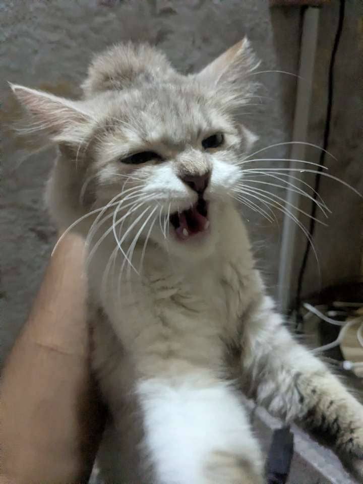 Persian Cats 3