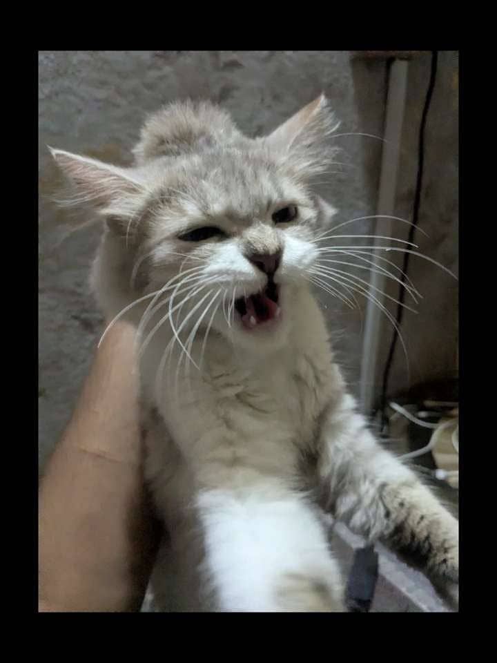 Persian Cats 4
