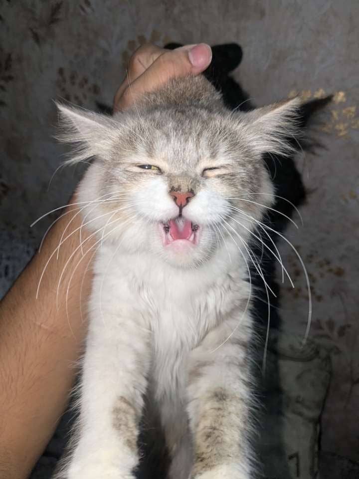 Persian Cats 5