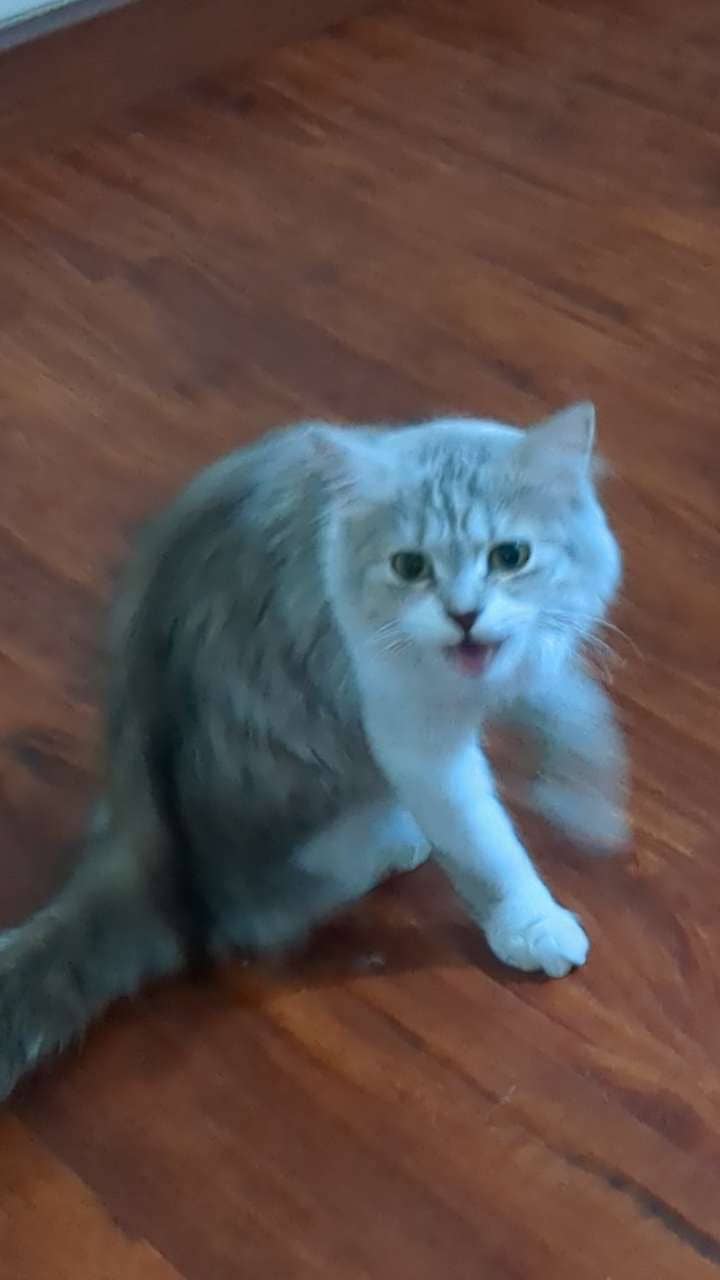 Persian Cats 6