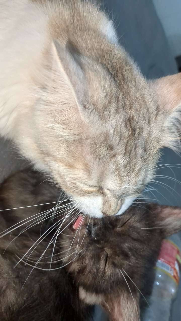 Persian Cats 7