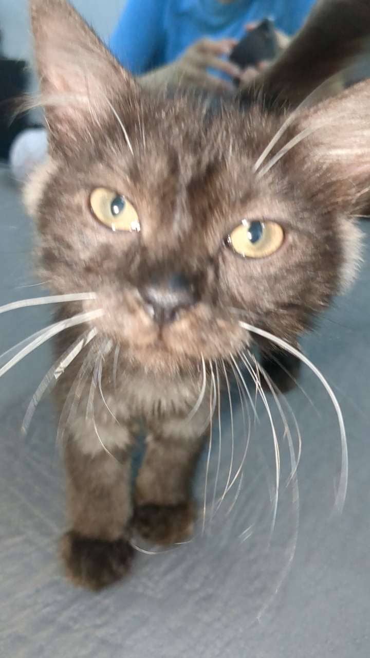 Persian Cats 8