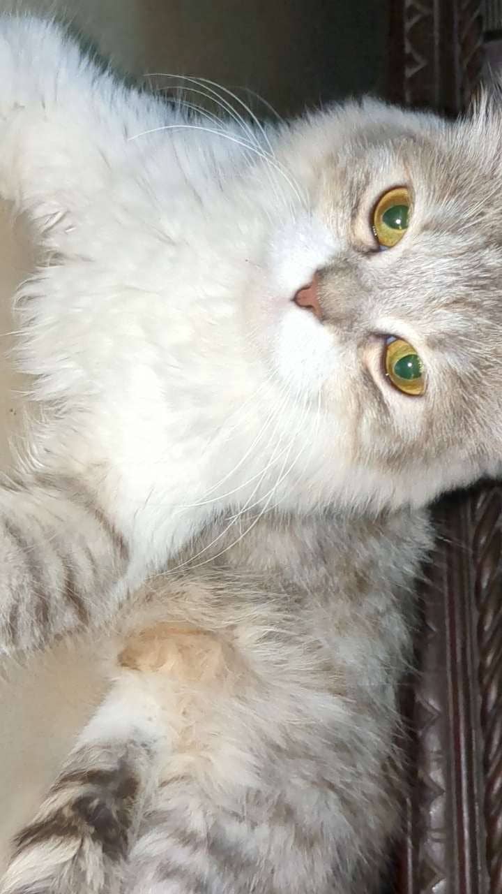 Persian Cats 9